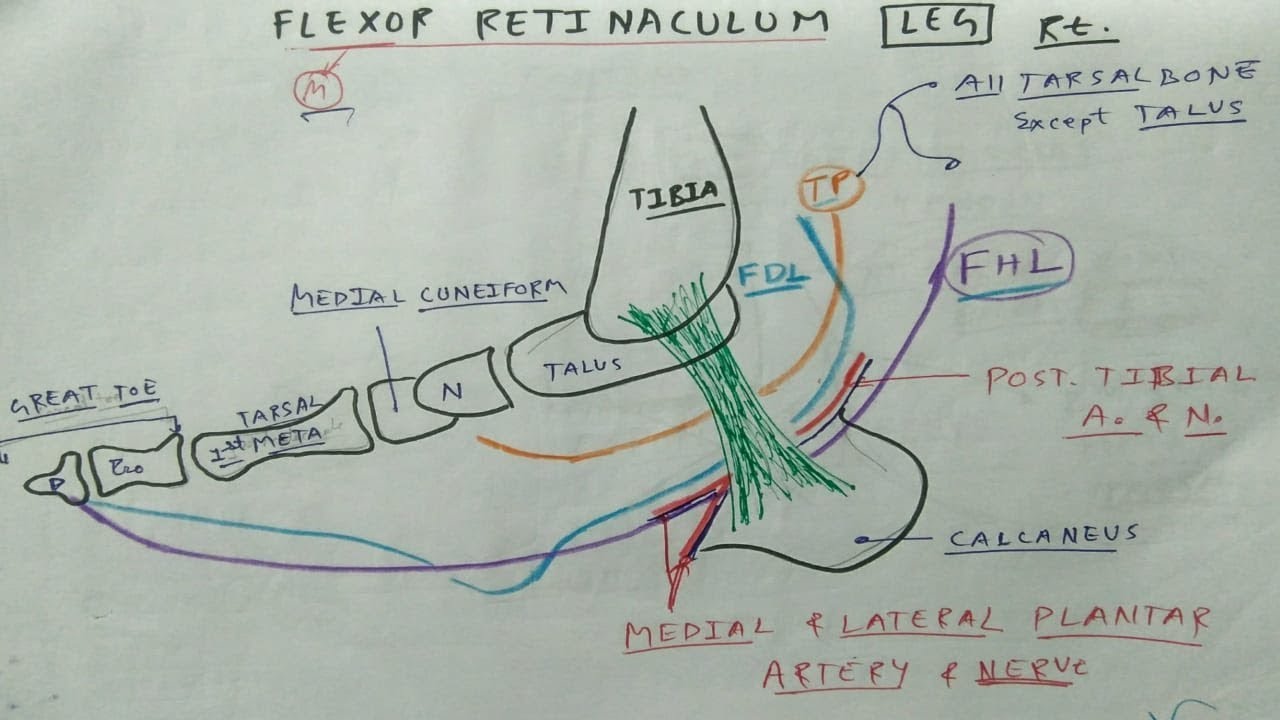 Flexor Retinaculum of Leg | Lower Limb Anatomy | TCML