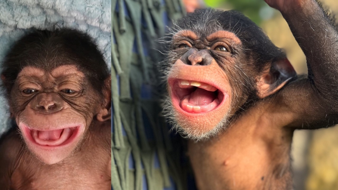 One Year of Makutu: See How the Dallas Zoo's Baby Chimp Grew Up!