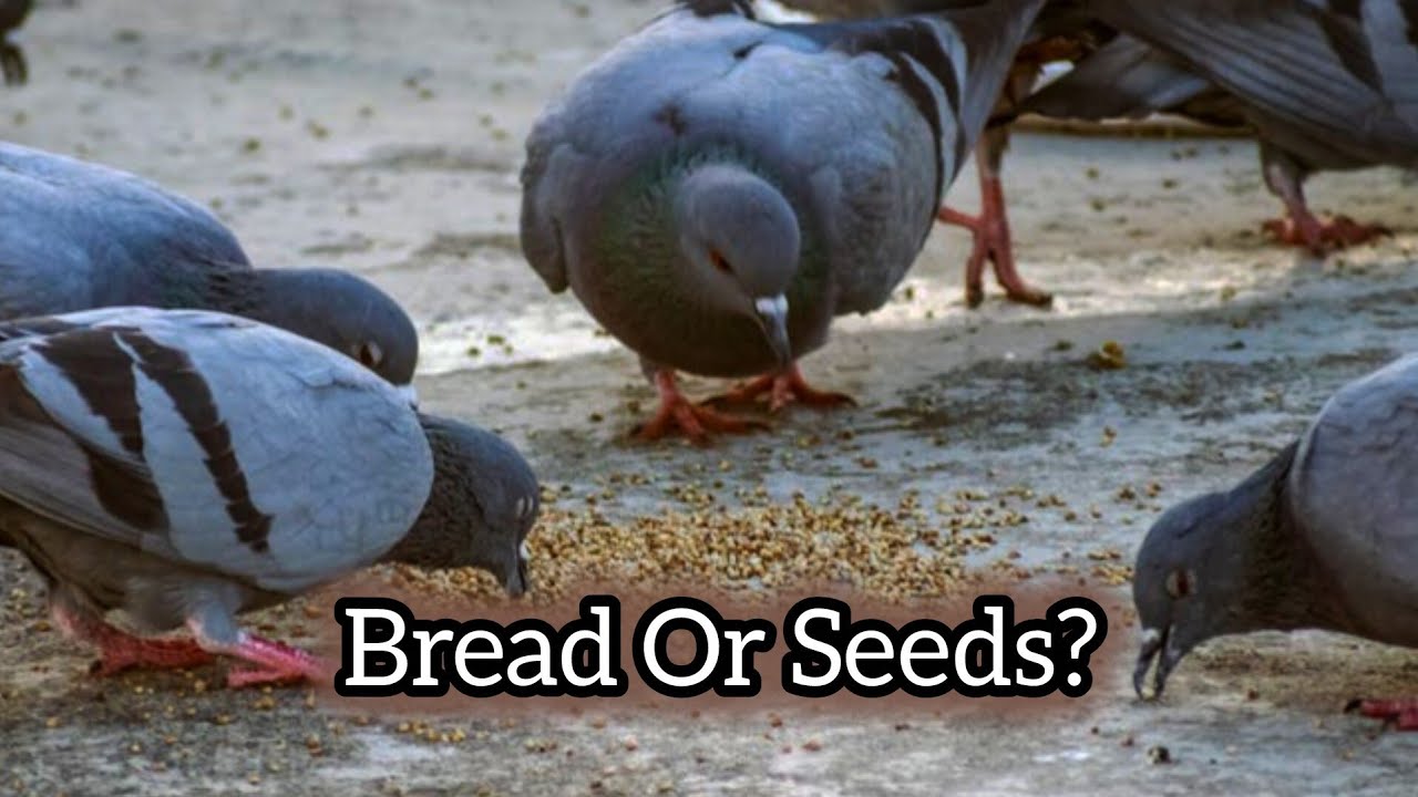 What Do Rock Doves Eat? | Pigeon Diet in Wild & City | Bird Food Facts