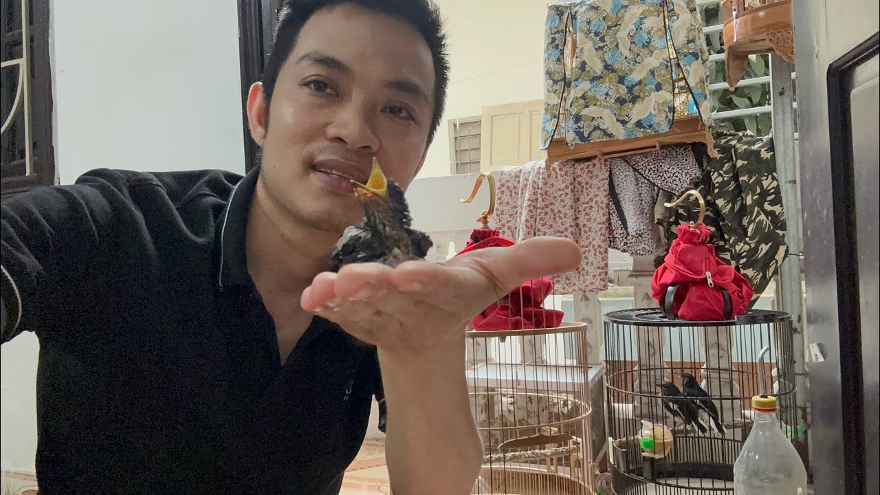Cách nuôi Chòe Than non LỚN NHANH ĐẸP