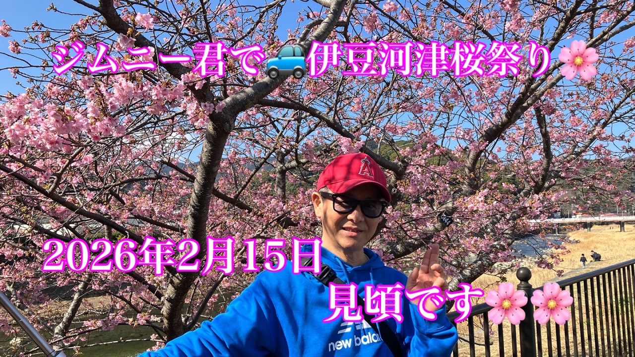 ビタミンカラーの春を探して🌸2026年2月15日伊豆河津桜祭り🌸🌸🌸