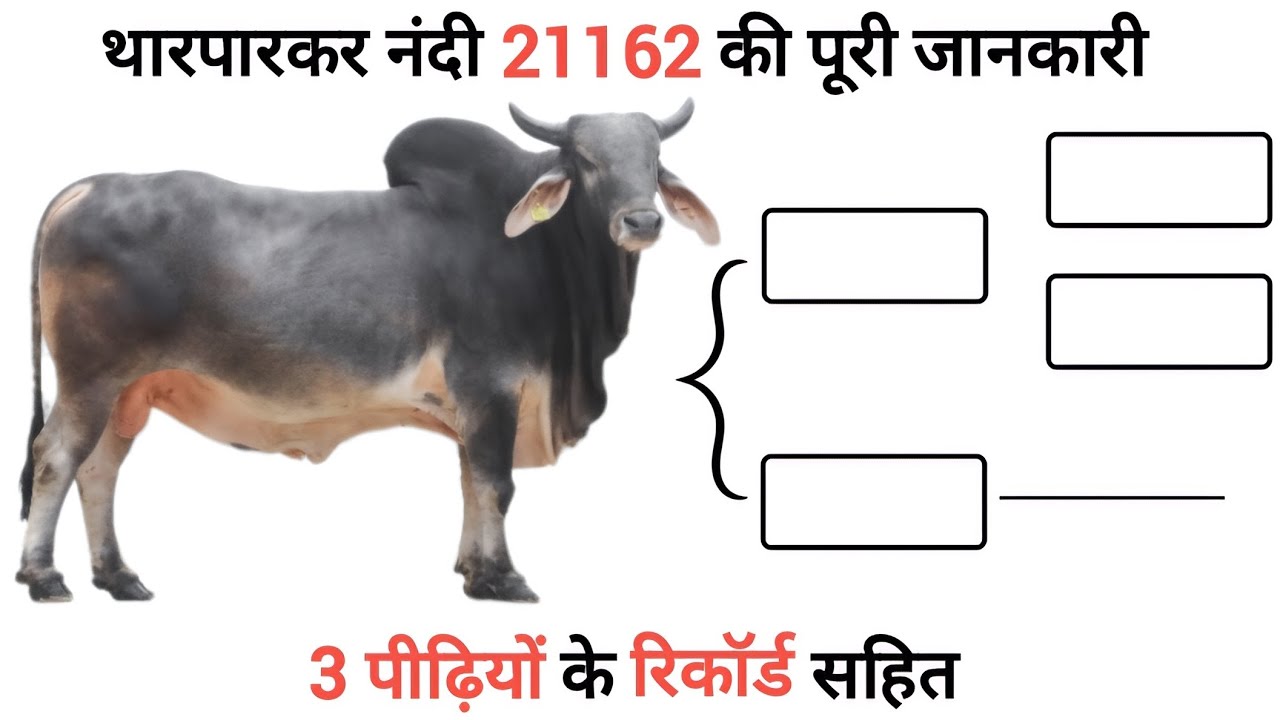 sag sexed semen tharparkar bull 21162🔥| tharparkar bull 21162 | sag top tharparkar bull 
