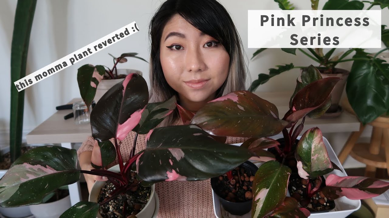 Pink Princess Propagation: How variegation works + Reverted Pink Princess / Burgundy Princess info