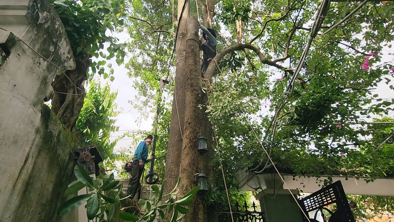 Cưa cây Hoa Sữa siêu khủng gần nhà / Sawing down a giant Milk Flower tree near my house | 2/2 | P56