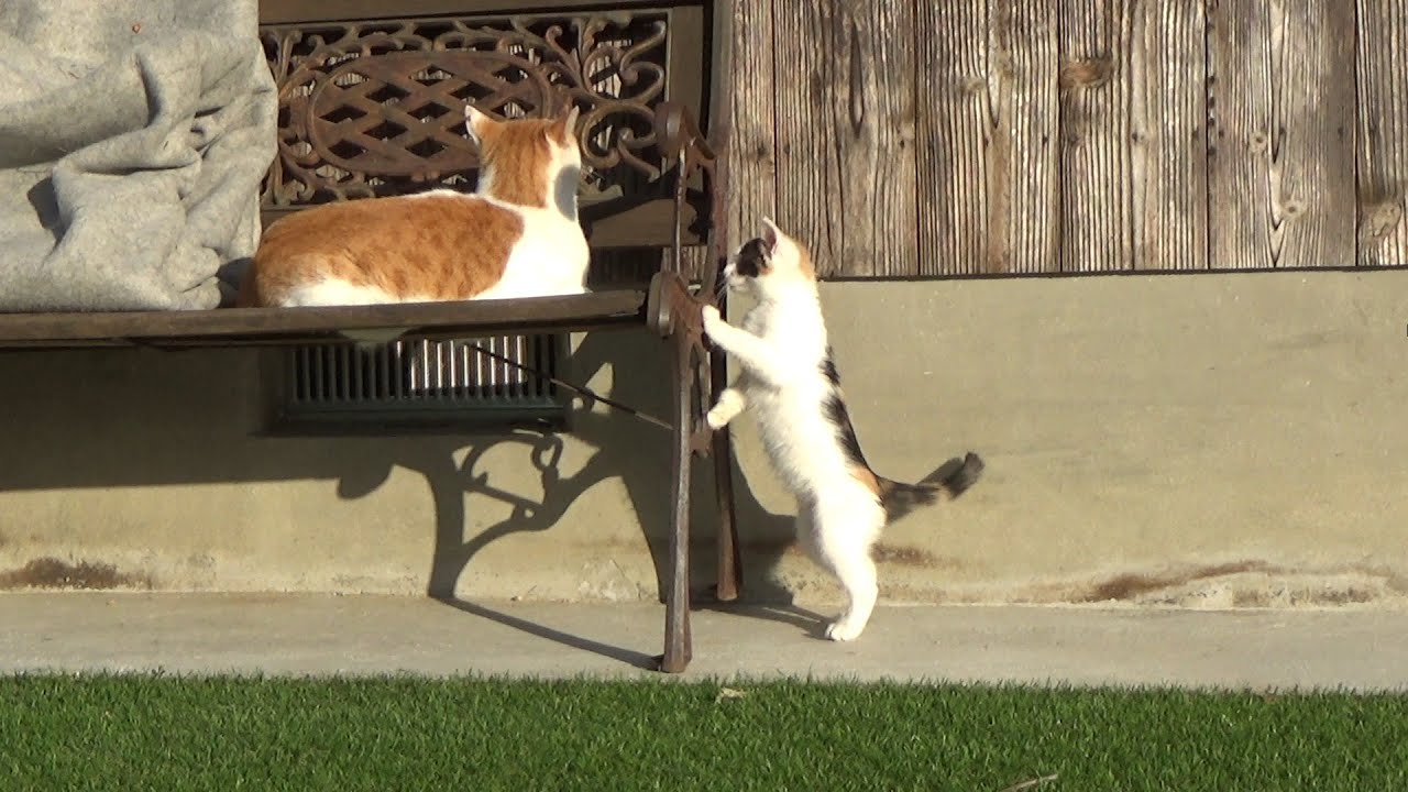 お休み中の猫にちょっかいを出して逆ギレする子猫