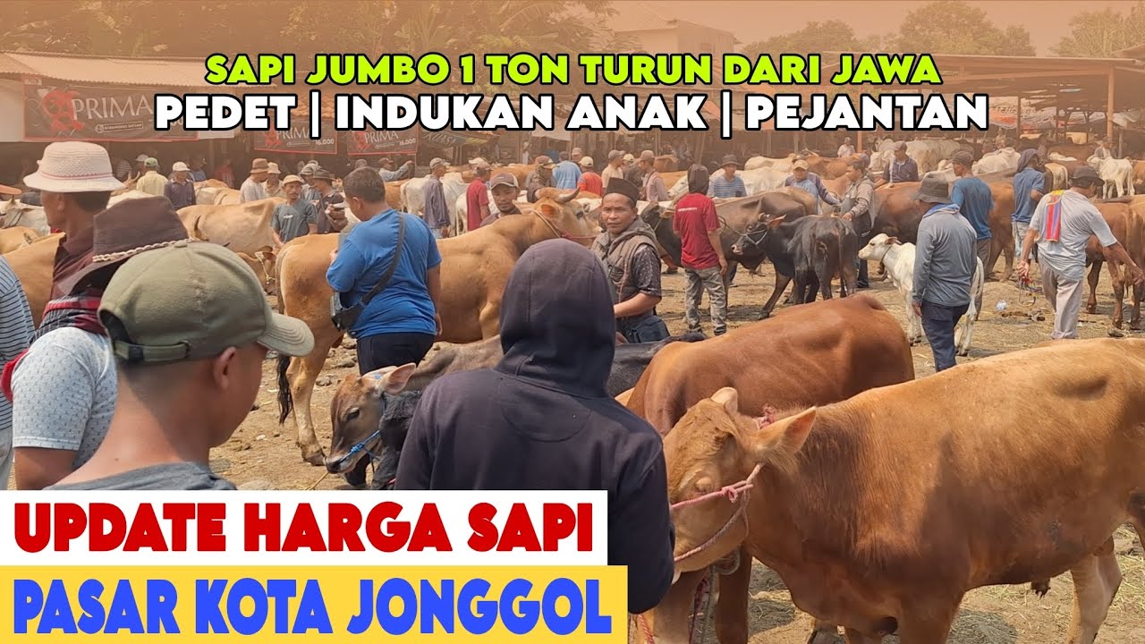 UPDATE HARGA SAPI DI PASAR JONGGOL PEDET INDUK ANAK BAHAN JANTAN JUMBOAN ADA DI SINI