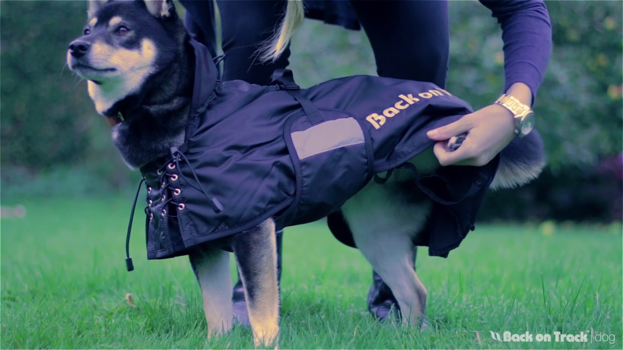 Fitting Your Dog Coat | Back on Track
