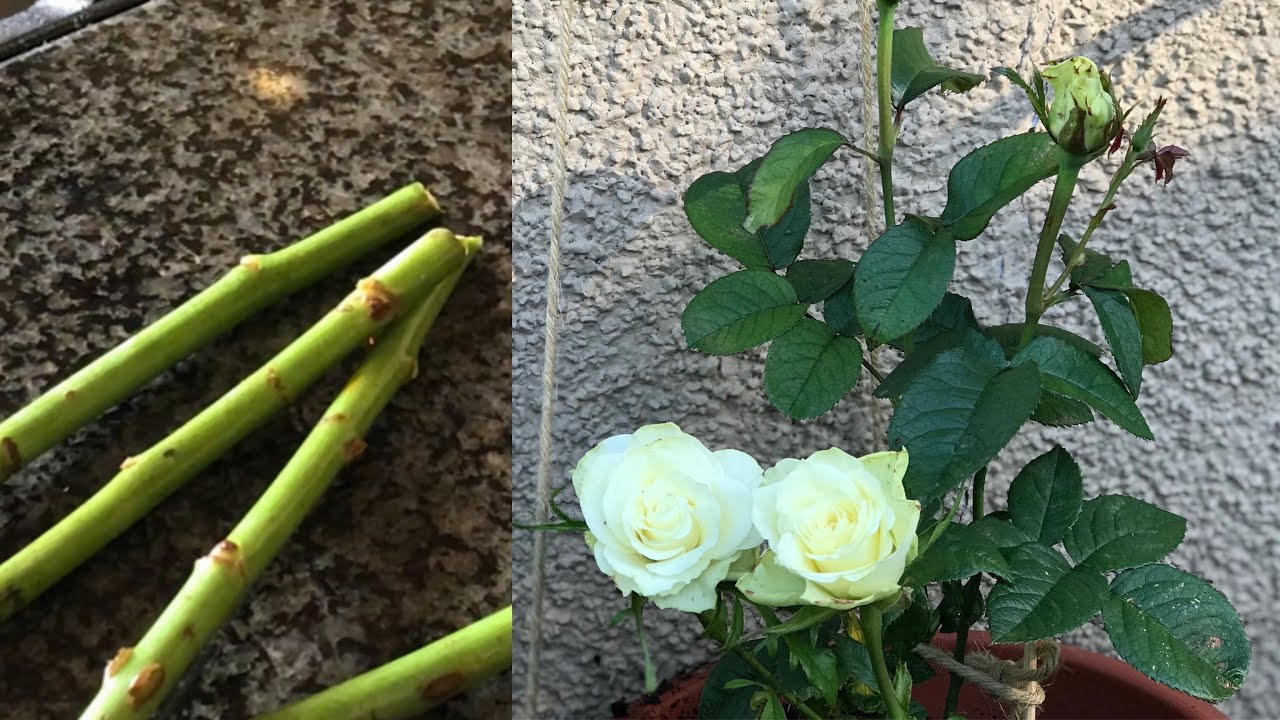 玫瑰花扦插#超市買的花束#开败了不要丢/出根成活 ，几年后变玫瑰花丛# propagate roses from cuttings