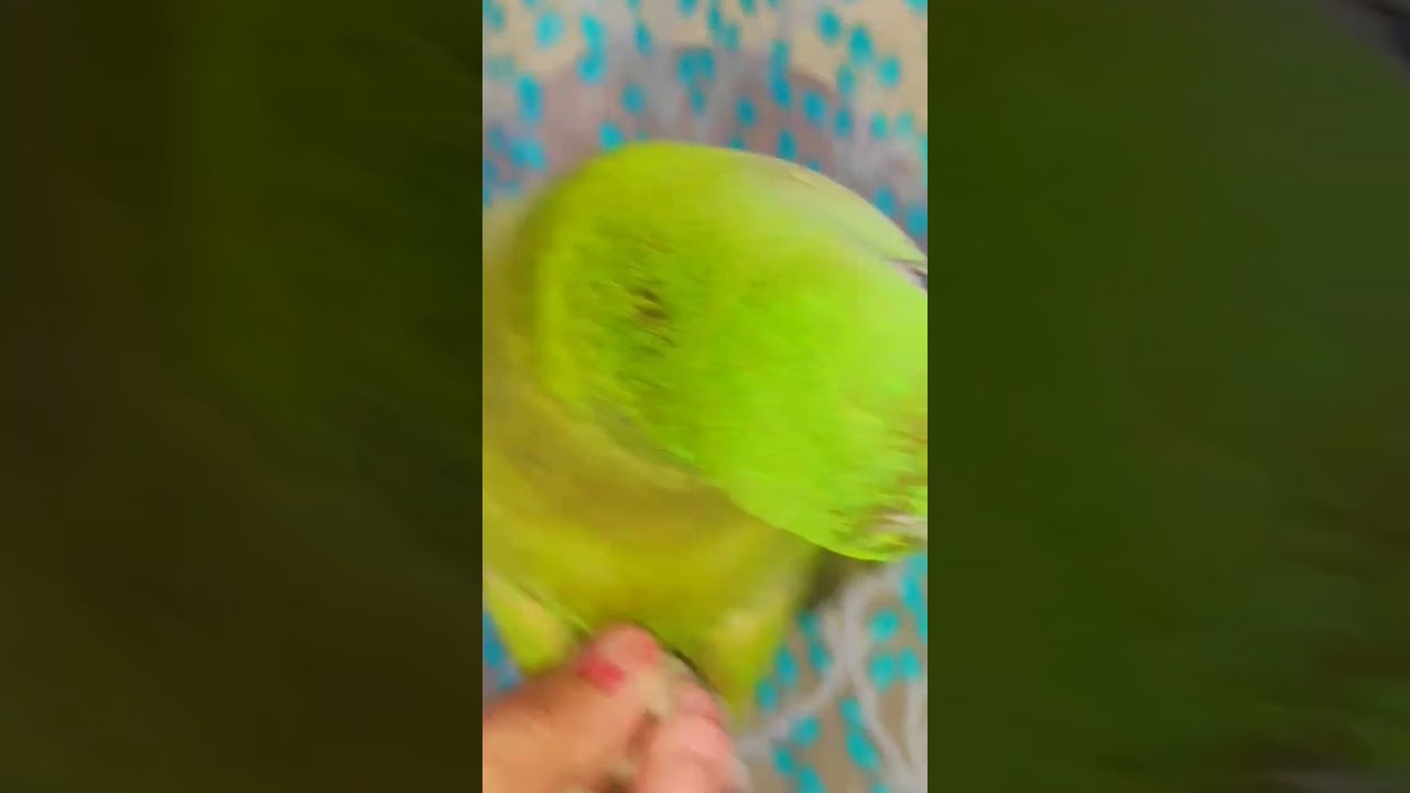 #youtubeshorts #firstparrot #funnyanimals #birds #fantasticparrot #funnybirds #funny #parrotr