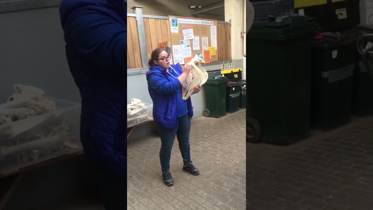 НАЧИНАЙТЕ с ЗУБОВ - совет от Инги Сухоевой из MAXIMA VET!