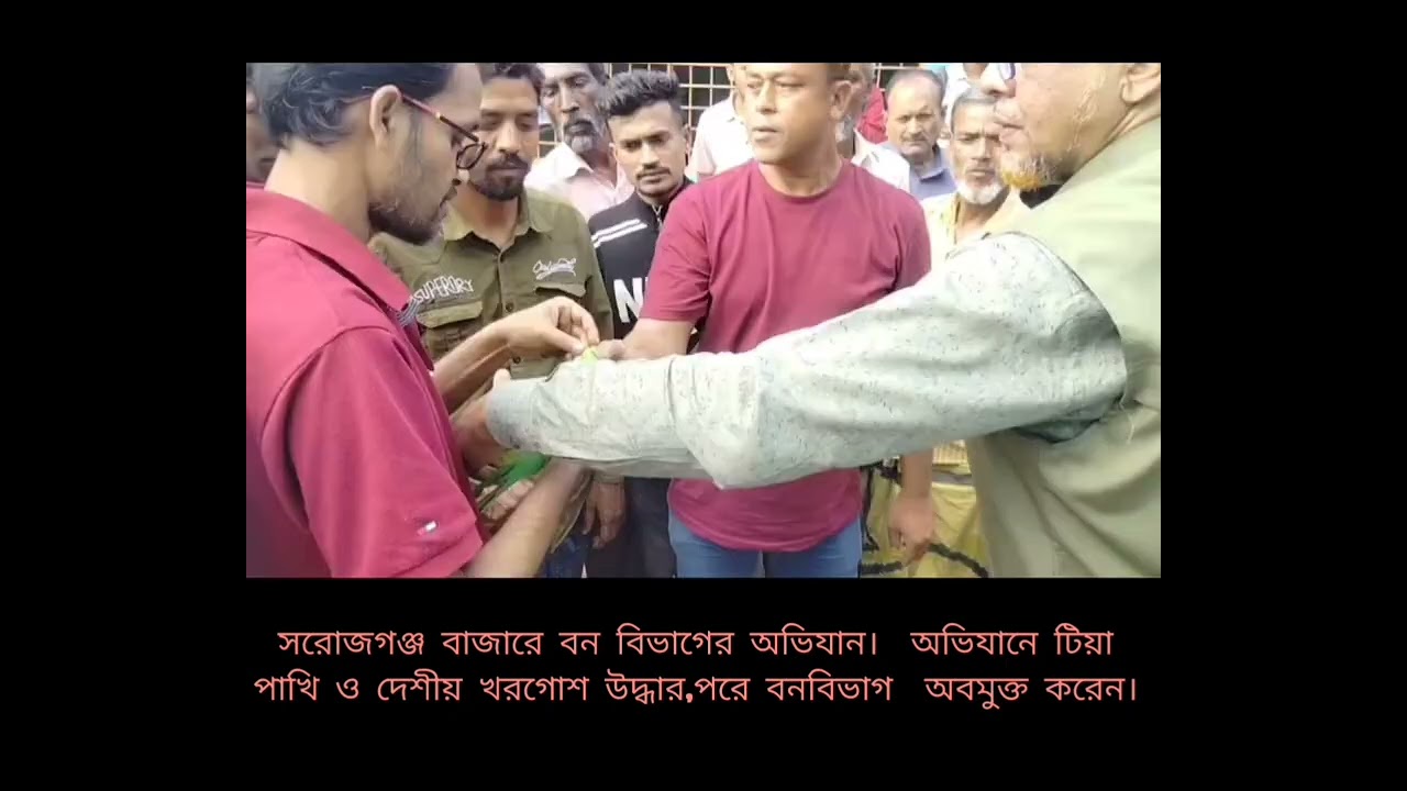 সরজগঞ্জ বাজারে বনবিভাগের অভিযান।টিয়াপাখি,খরগোশ সহ বন্য প্রাণী অবমুক্ত করা হয়েছে। 