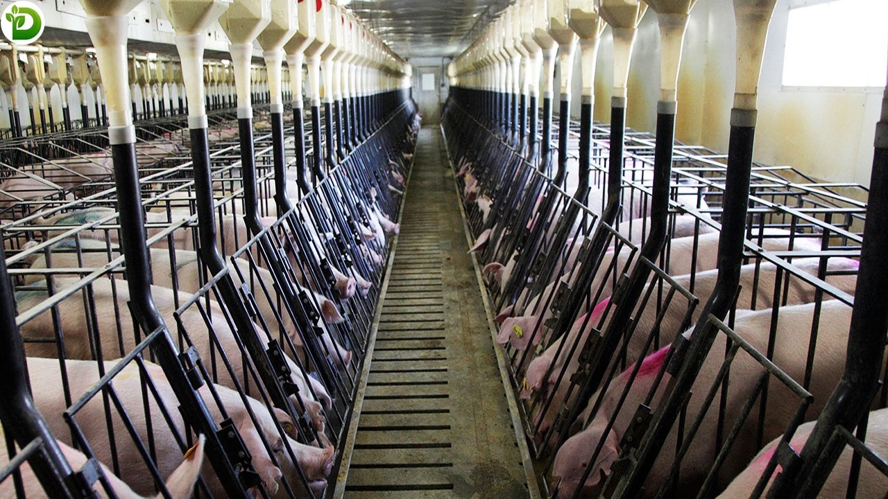 Chinese Agriculture Transformation - How Modern Are Rural Chinese Pig Farms Now?