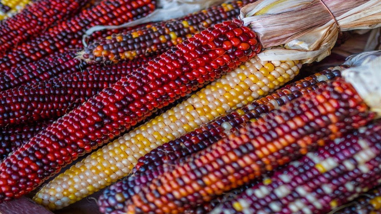 🌽 INDIAN CORN FOR CRAFTS AND DECORATIONS 🎈✨&nbsp;CONTAINER INDIAN CORN UPDATE🌽