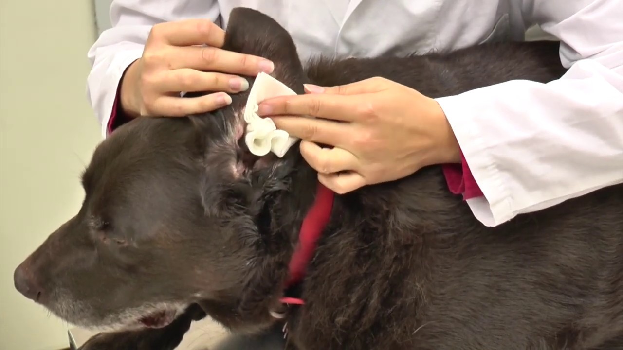 Comment bien nettoyer les oreilles d'un chien