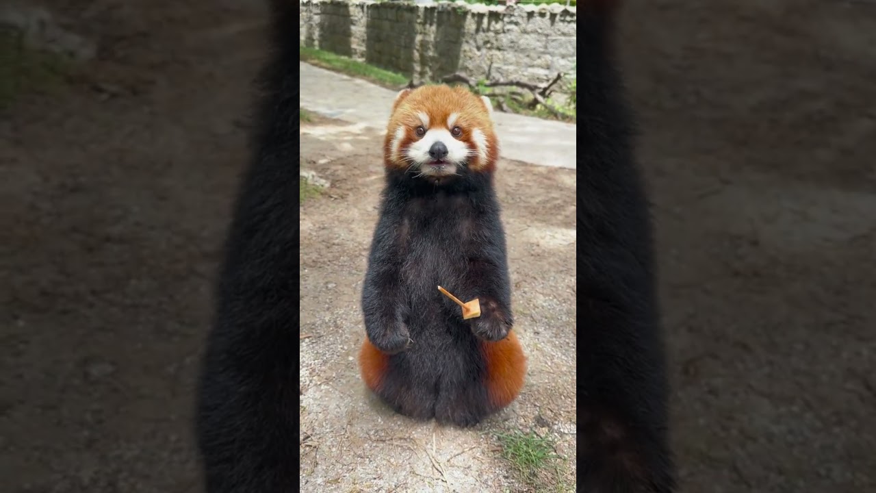 Red panda so cute #redpanda #redpanda夕消 #animals #cute #panda #cuteanimals #animalkingdom