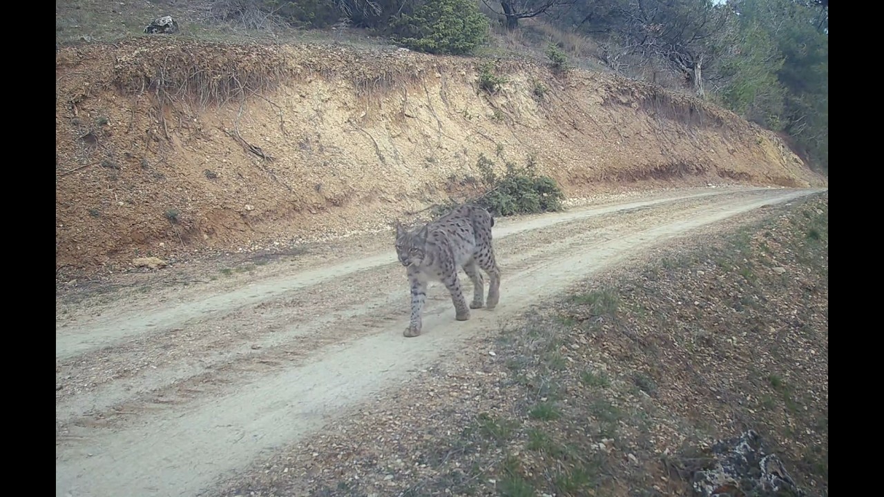 BUG&Uuml;NE KADAR G&Ouml;RD&Uuml;Ğ&Uuml;N&Uuml;Z B&Uuml;T&Uuml;N FOTOKAPAN G&Ouml;R&Uuml;NT&Uuml;LERİNİ UNUTUN ! BİRBİRİNDEN &Ouml;ZEL FOTOKAPAN VİDEOLARI