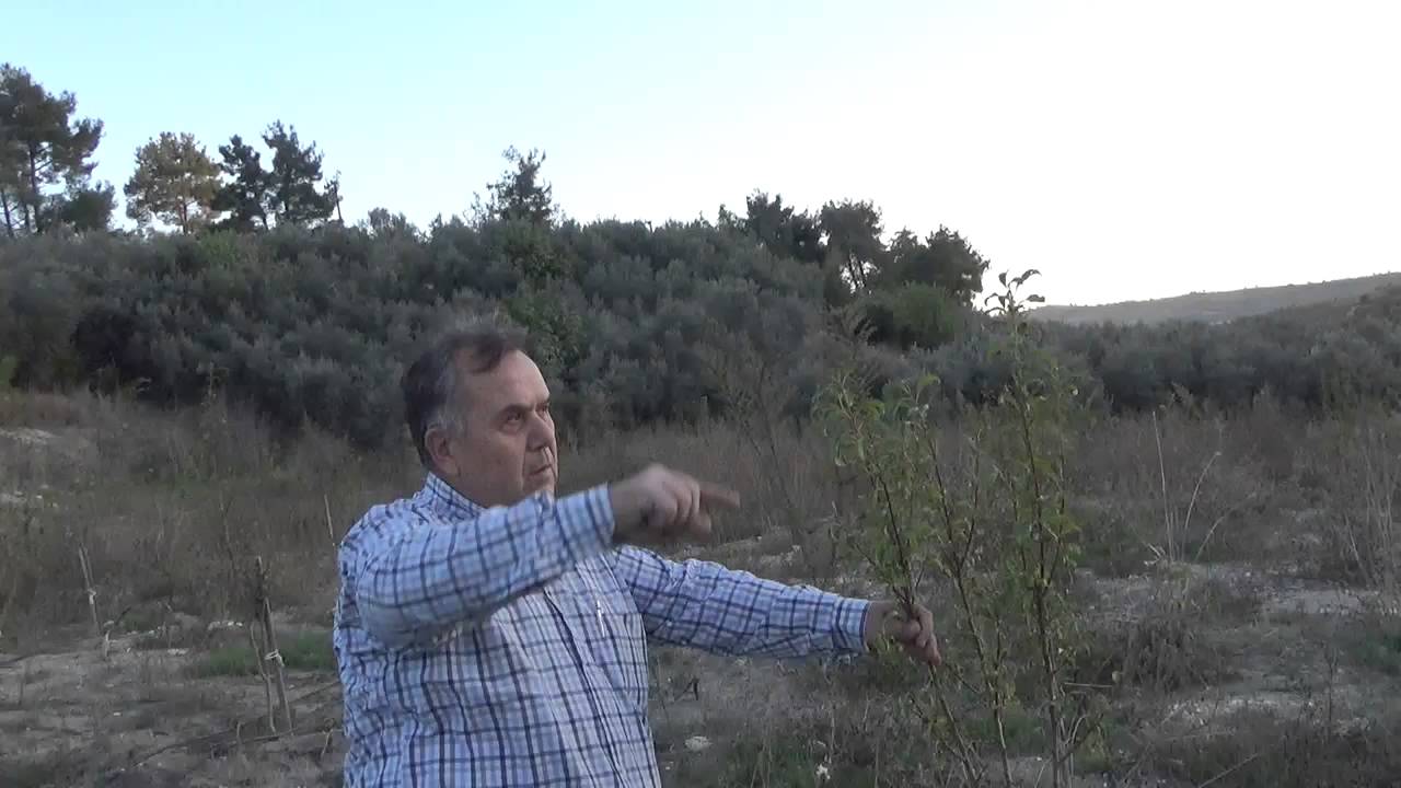 Erik Fidanı