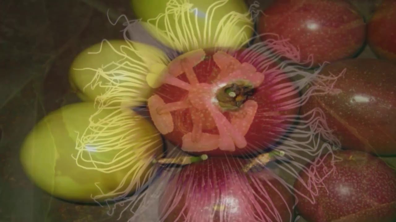 Growing Tips  Grafting Passionfruit