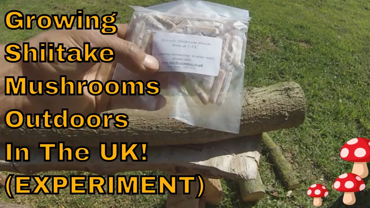 Making Mushroom Logs For Growing Outdoors In UK / Cold Climate Shiitake Mushrooms (Experiment).