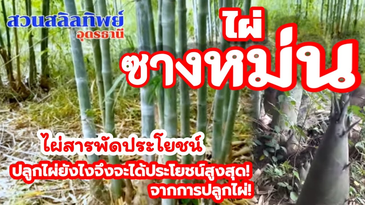 ไผ่ซางหม่น ปลูกยังไงถึงจะได้ประโยชน์สูงสุด!@LungNickGarden