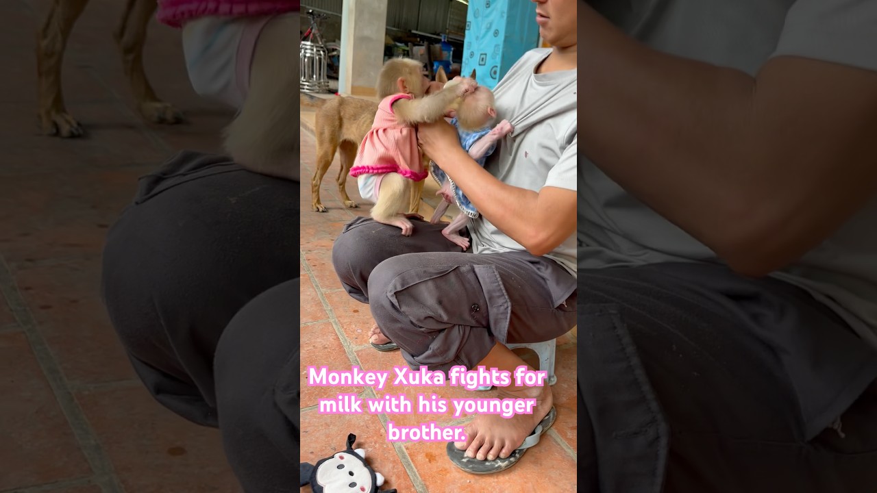 Monkey Xuka fights for milk with his younger brother. 