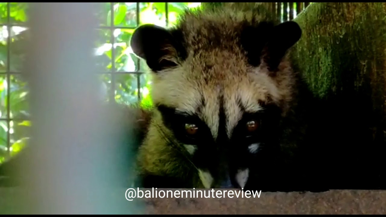 Waterfalls coffee chocolate . #Bali #baliindonesia #baligasm #bali🌴 #baliholiday #balicili #bali