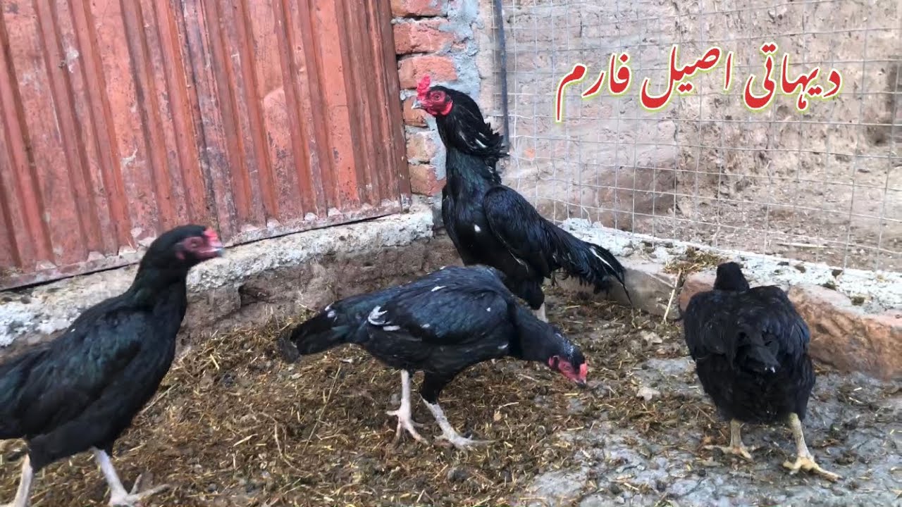 Village Aseel Farming fully natural and organic farming 