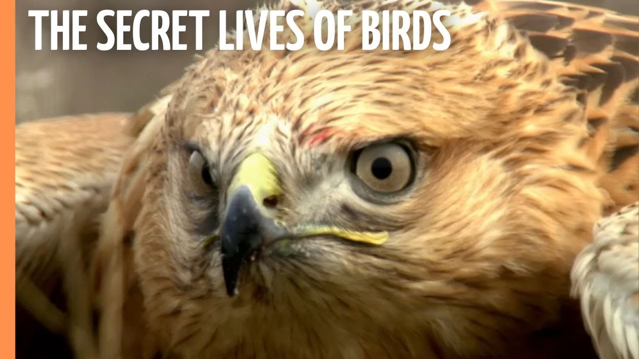 The Secret Lives of Birds and Their Aerial Feats | Full Documentary
