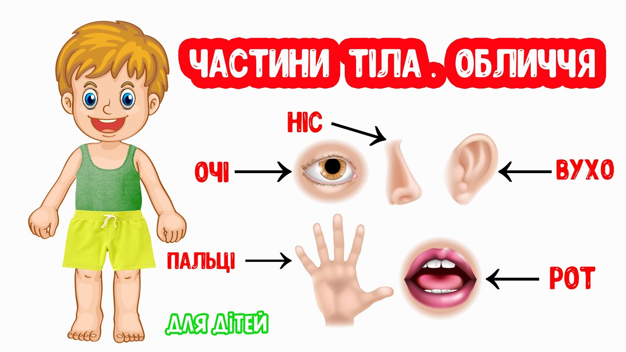 ЧАСТИНИ ТІЛА  Обличчя