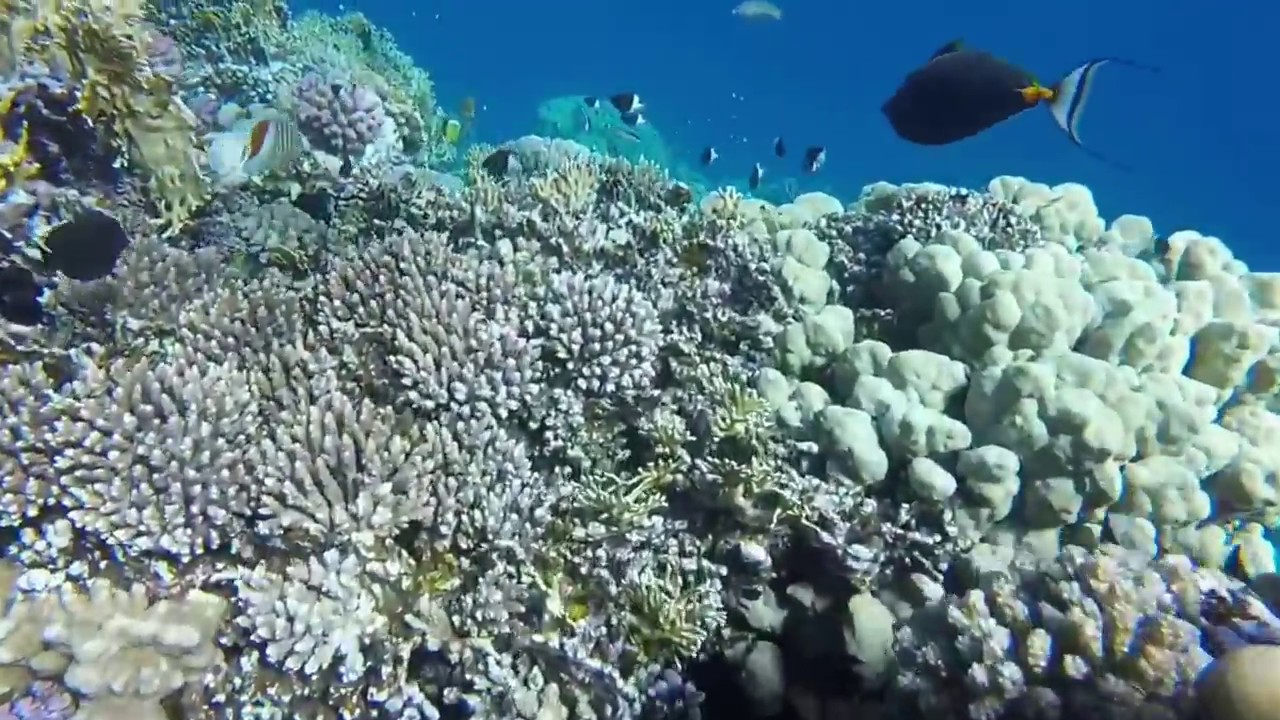 Finally We Spotted a Dugong at Three Corners Fayrouz Plaza in Marsa Alam