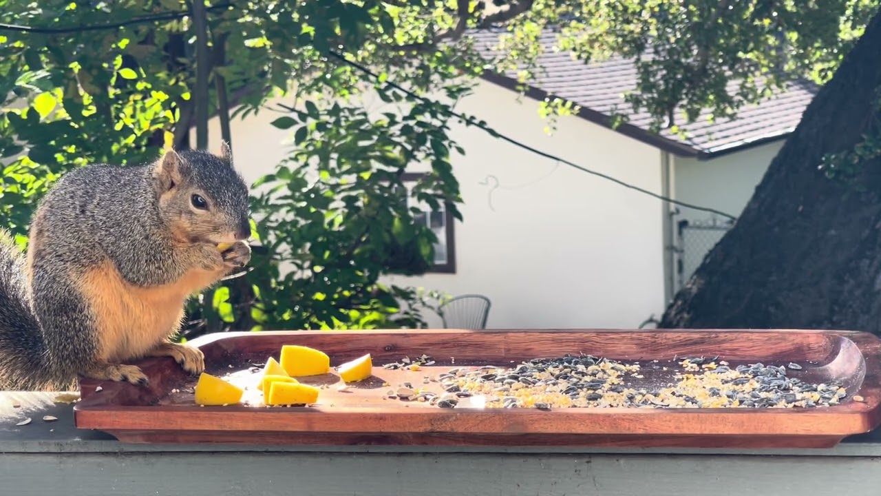 Day 4️⃣ Feeding our backyard birds 🐦‍⬛