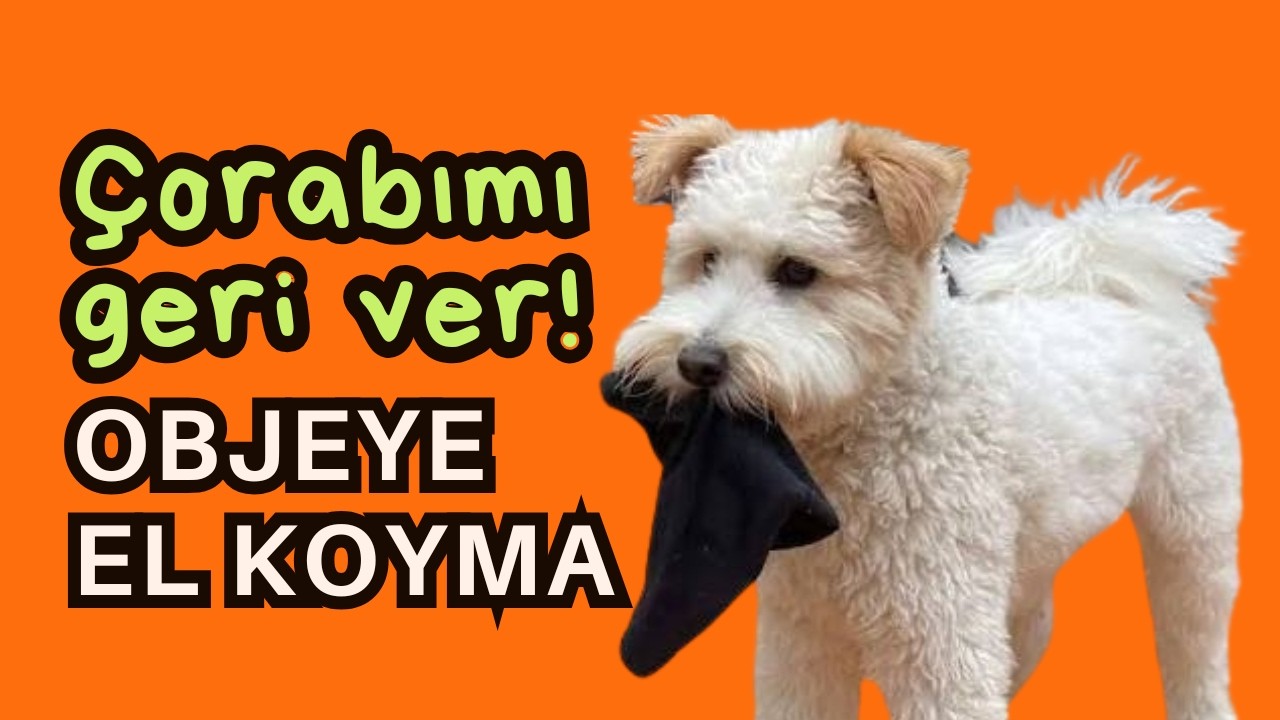 Alınca Geri Vermiyor! | Köpekten Obje Alma | Kurallar ve Uygulama Örnekleri