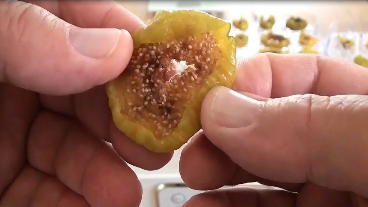 How to dry figs for the winter