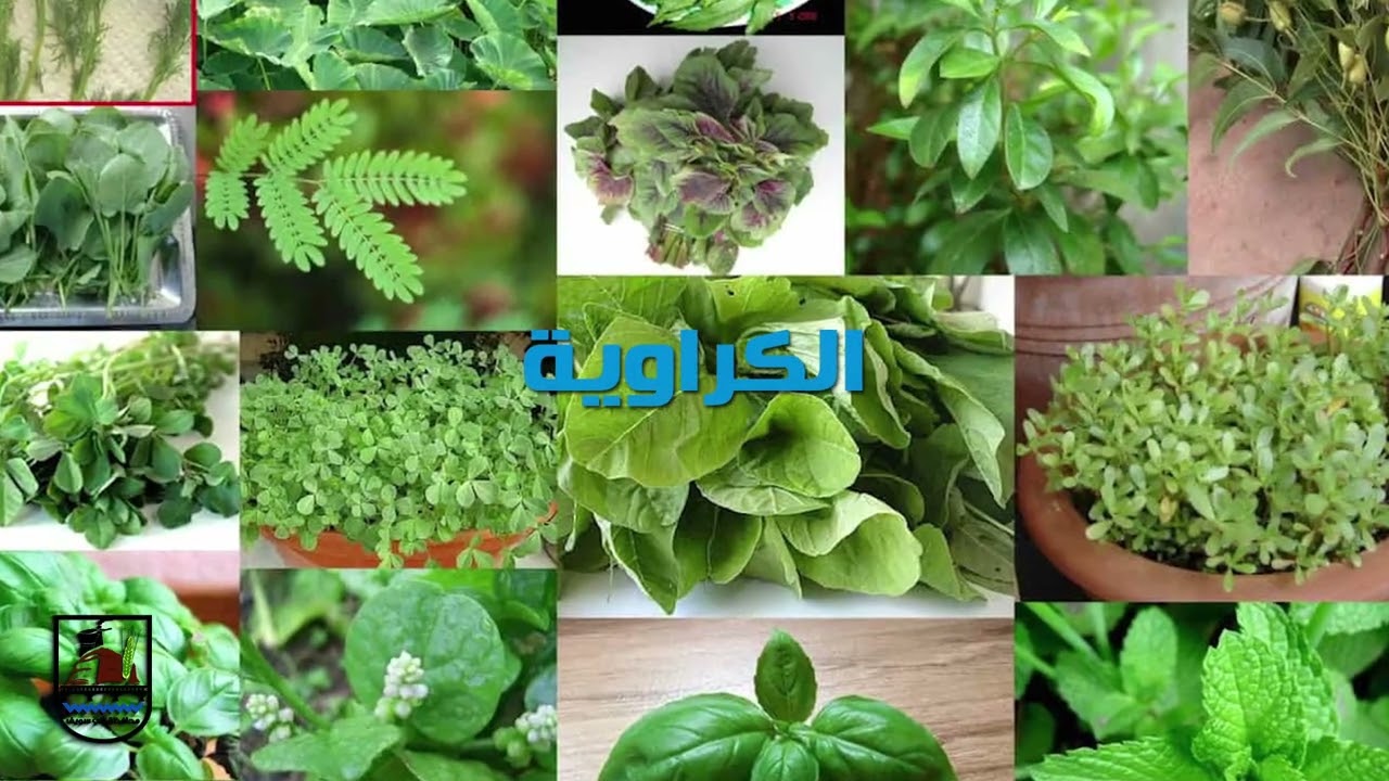 النباتات الطبية والعطرية