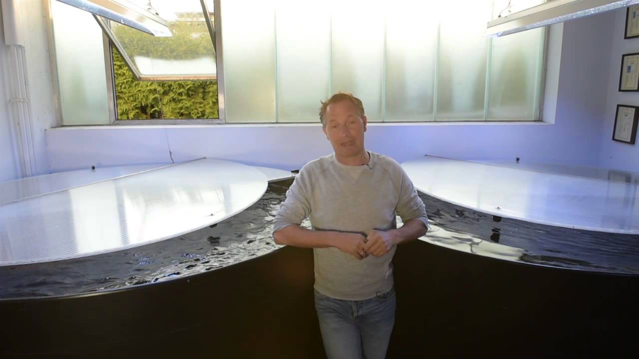 Modern Koi Blog #149 - Wie schnell sterben Biofilter?
