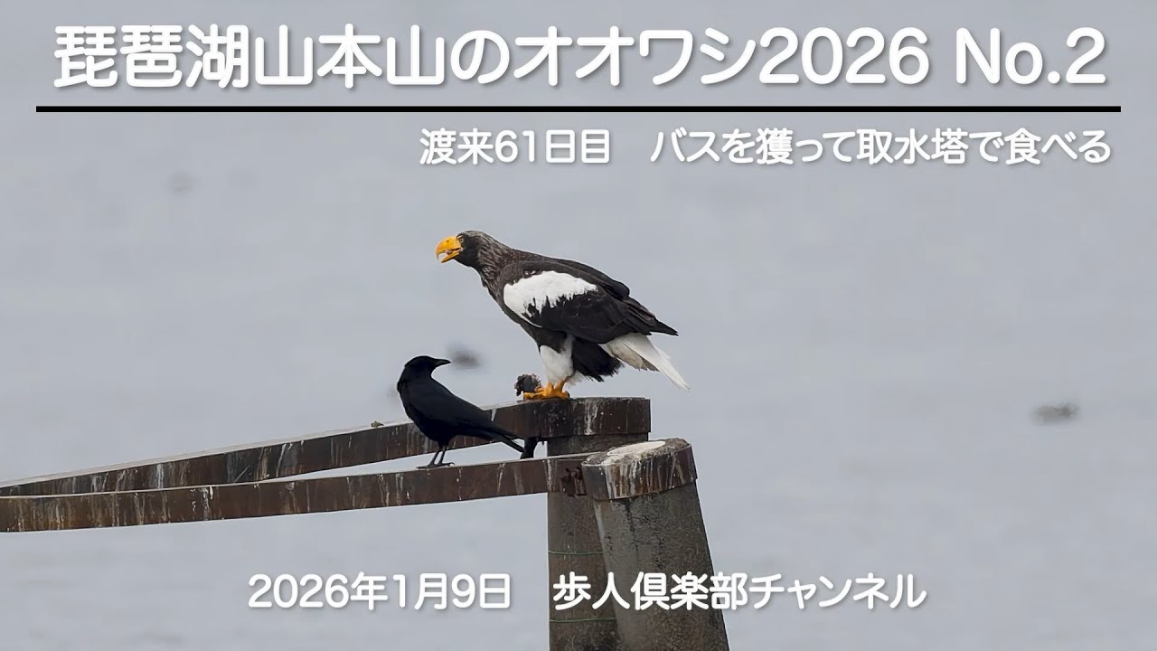 琵琶湖山本山のオオワシ2026  No 2　2026年1月9日　野鳥撮影　オオワシ渡来61日目　おばあちゃん　オオクチバスを獲って取水塔で食べる
