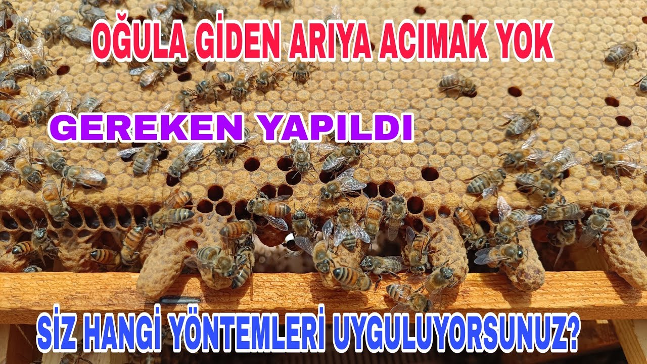 OĞULA GİDEN ARIYA ACIMAK YOK. OĞULDAN VAZGEÇER Mİ DİYE BEKLEMEDİM