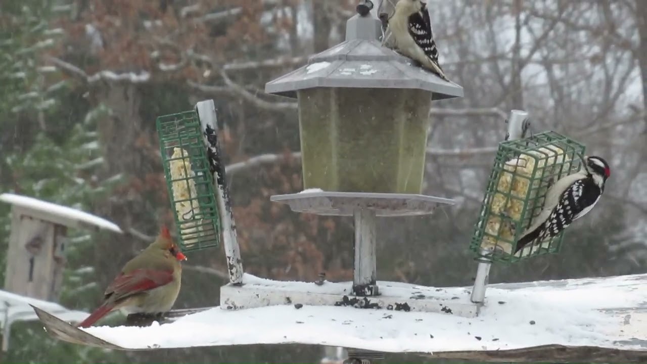 2026 Snow Storm Birds Feeding !