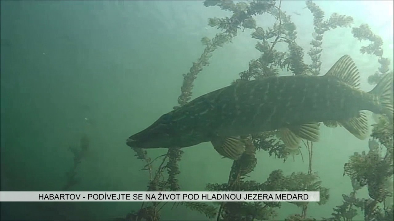 Habartov: Podívejte se na život pod hladinou jezera Medard (TV Západ)