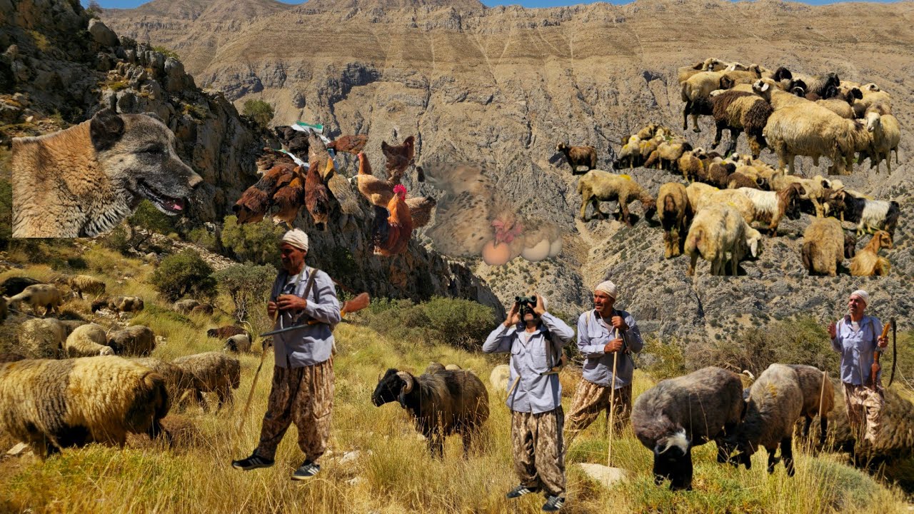 Nomadic Life: Nomadic Herding in the Zagros Mountains🌄🐑 | Nomadic Beauty Without Filter⛰️