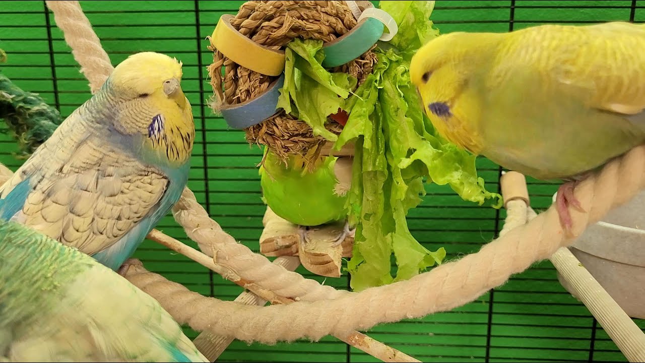 7 hours of budgie sounds
