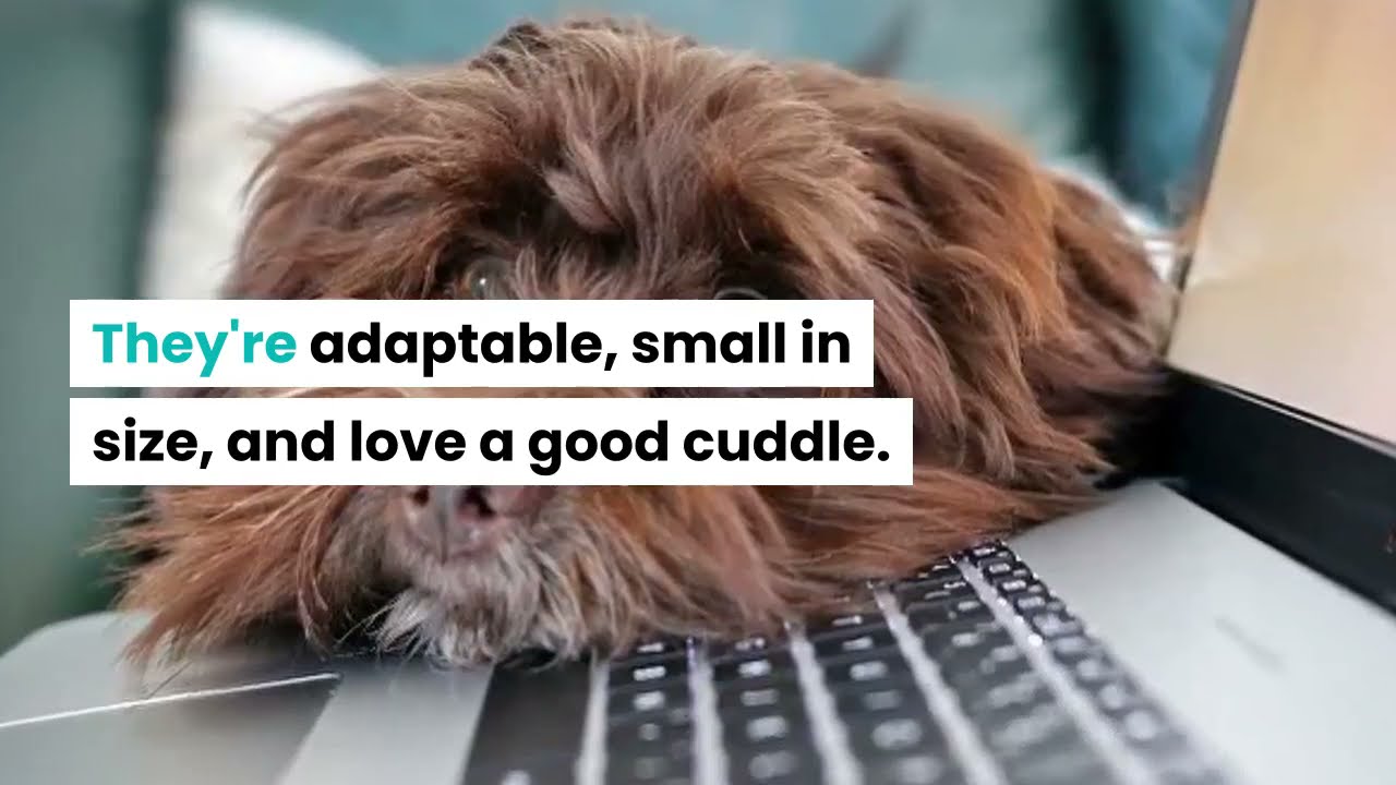 Best Havanese Dog Breed Facts
