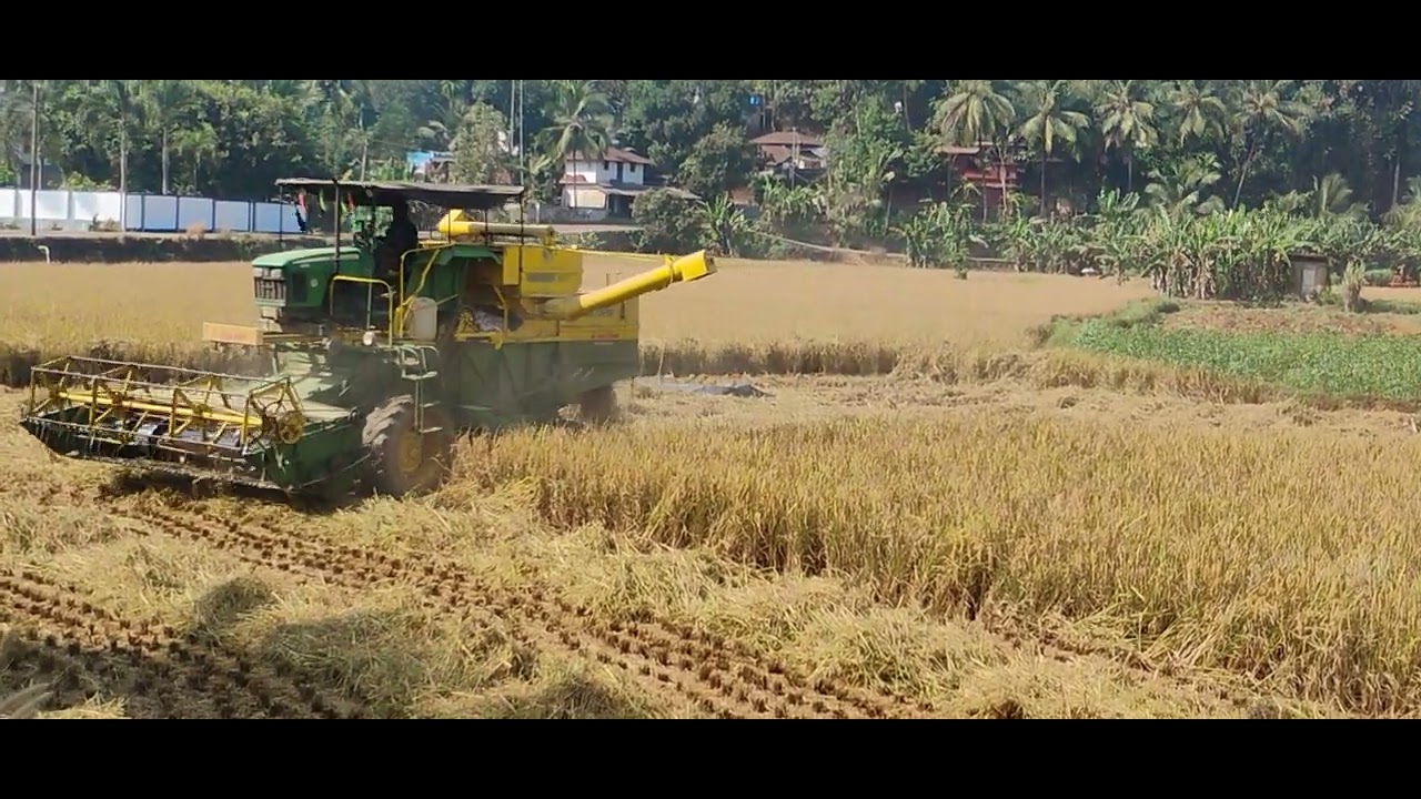 🌾🌾🌾🌾