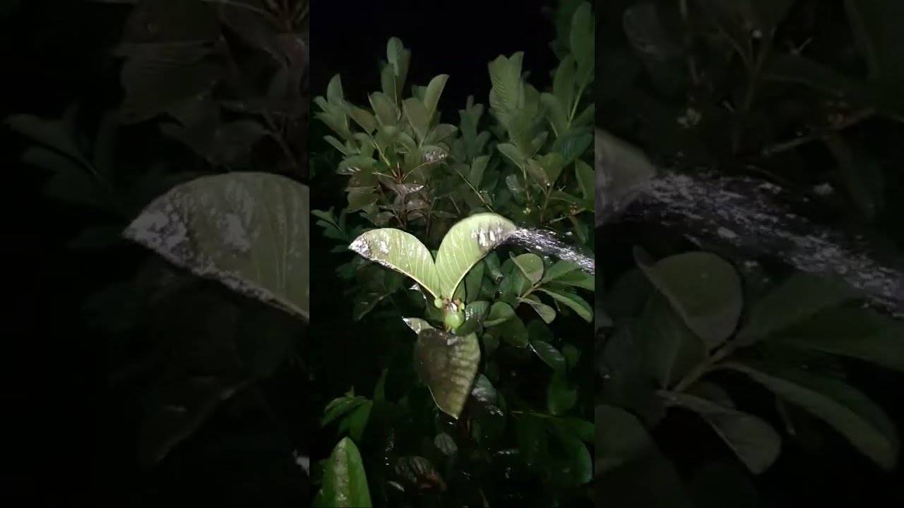 Siram Jambu Hong Pause atau KRISTAL MERAH green pupus hortikultura sedang live!