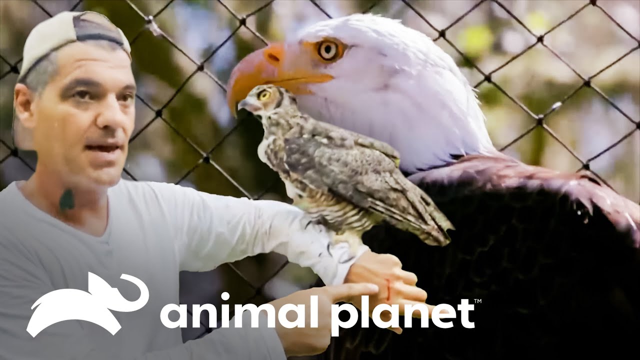 Las aves más asombrosas que se ha topado Frank en sus viajes | Wild Frank | Animal Planet