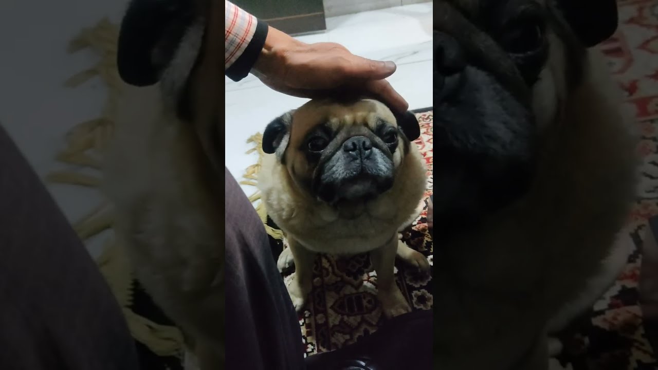 मथुरा की शादी!😊 