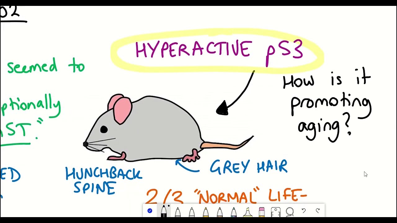 Is aging the price we pay for cancer protection? (animated essay)