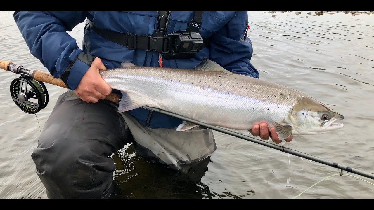Salmon(Atlantic) on the Redds