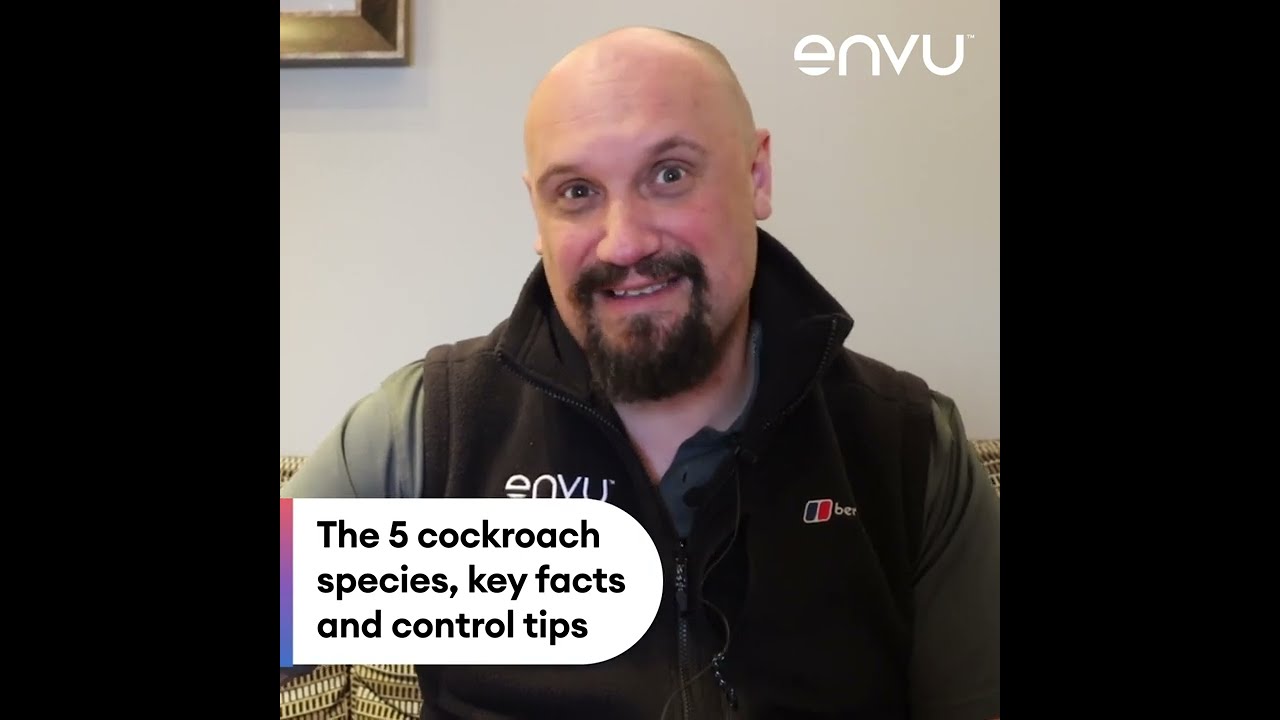 The 5 types of Cockroaches and their key facts