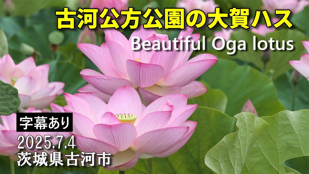 大賀ハスが美しい古河公方公園 Beautiful Oga lotus 2025年7月4日 : 茨城県古河市 : 4K // 茨城観光旅行Vlog